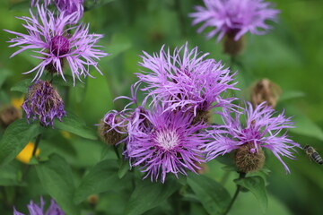 Centaurea phrygia. Purple field cornflower, knapweed close up.