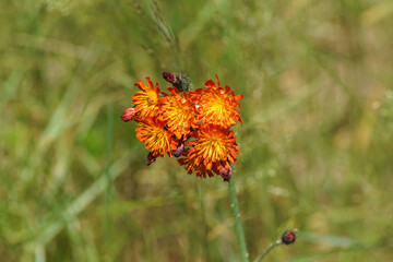 Closeup flowers of orange hawkweed (Pilosella aurantiaca) in a Dutch field with high grass. Family Asteraceae, Compositae. Summer, June, Netherlands