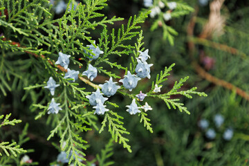 Young green female cones of Chinese thuja. Platycladus orientalis. Branch with new immature seeds in spring. Evergreen coniferous tree in cypress family Cupressaceae. Chinese arborvitae or biota.