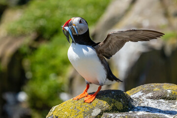 Atlantic puffin displaying on a rock with a beakfull of sand eels during breeding season on the Isle of Mull