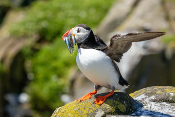 Atlantic puffin displaying on a rock with a beakfull of sand eels during breeding season on the Isle of Mull