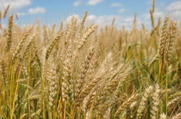 golden wheat field. ears of wheat in a field close-up. selective focus