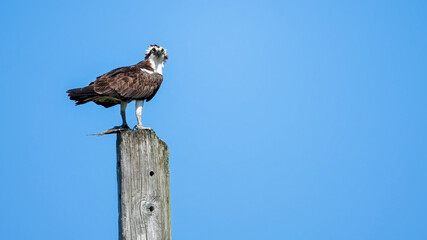 Osprey perched on wooden post against a blue sky