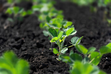 Young green tender soybean sprouts grow in rows in a field on a sunny day. Agricultural crops in open ground. Selective focus.
