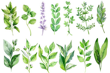 set watercolor arrangements with garden herbs seamless border collection leaves branches botanic illustration isolated on white background