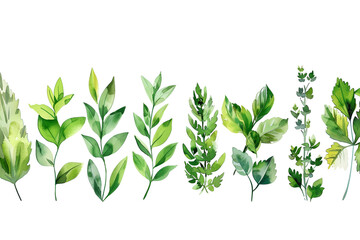 set watercolor arrangements with garden herbs seamless border collection leaves branches botanic illustration isolated on white background