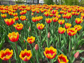 Obraz premium Orange tulips on a spring day in a flower bed in the garden