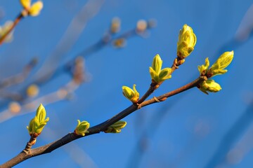 A young tree bud and leaf. Spring greenery emerging on limbs. A shrub or tree discharging its buds. background of seasonal forests.