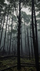 Obraz premium Tall trees stand in misty forest, their dark trunks reaching up towards overcast sky. Ground covered in ferns, fallen branches, creating dense, slightly eerie atmosphere. Mist obscures distance.