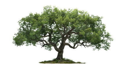 Tree real tree green leaf on transparent background