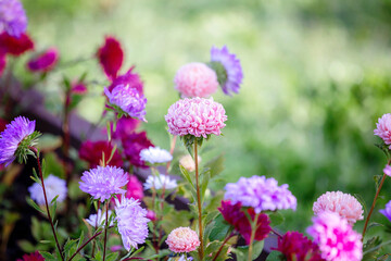 Purple, white asters bloomed in the garden. Lots of pink chrysanthemums. lush pink chrysanthemums in the flower bed.