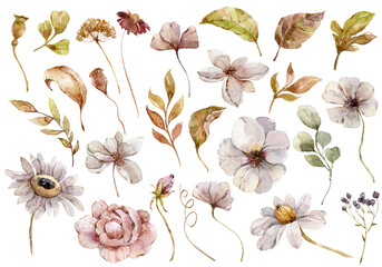 Watercolor autumn illustration of daisy flowers, eucalyptus, dried leaves, berries. Hand painted...