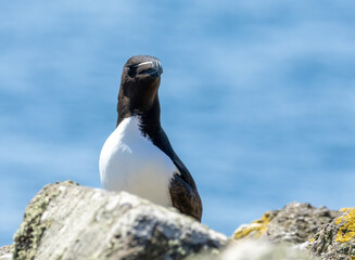 Razorbill seabird standing on the cliff edge by the ocean