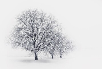 tree in snow