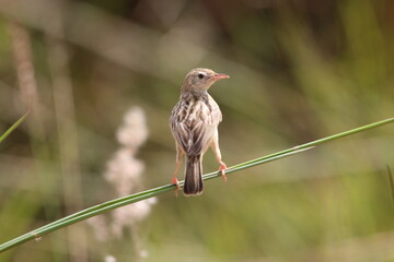 very beautiful birds that exist in Angola