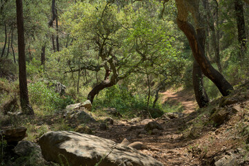 A sunlit forest path winds through a dense woodland filled with cork oak trees.