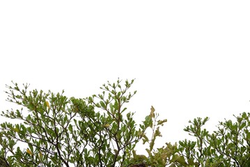 A Tropical tree with leaves branches on white isolated background for green foliage backdrop 