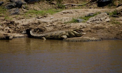 alligator in the swamp