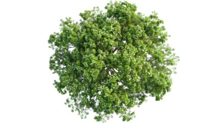 European Ash tree with flowers Top View on transparent background
