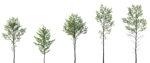 Set of 5 Alnus glutinosa (alder, black alder, European alder, European black alder, or just alder) isolated png in sunny daylight on a transparent background perfectly cutout