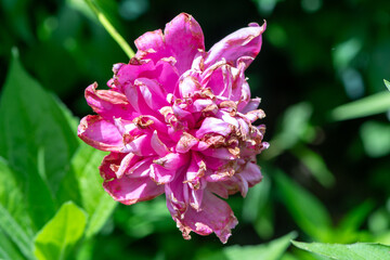 A stunning photo of a pink peony in full bloom. The lush, delicate petals radiate vibrant color and natural beauty, capturing the essence of spring and adding a touch of elegance to any setting.