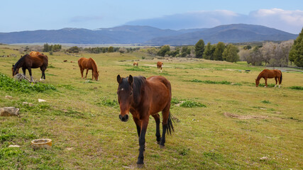 Obraz premium Wild horses in the field, mountain range in rural California.