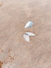 Beautiful mussels on the soft and picturesque beach sand.