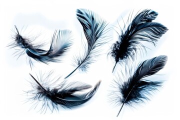 Obraz premium A set of five black feathers displayed on a white background. The feathers have delicate and intricate details, each with unique patterns and textures.
