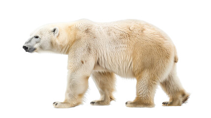 Polar bear, white bear on transparent background
