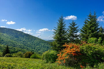 Spruce-fir trees and brilliant orange flame azaleas adorn Round Bald in the Appalachian Mountains on a sunny summer day.