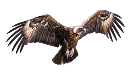 Vulture bird on transparent background