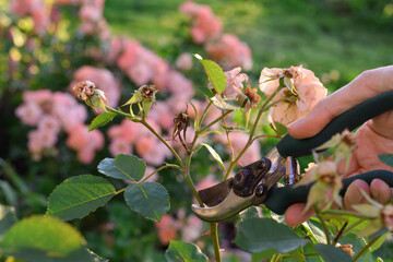 Closeup person's hand cutting spent rose flowers with garden shears