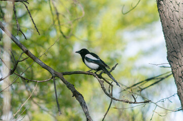 Eurasian magpie
