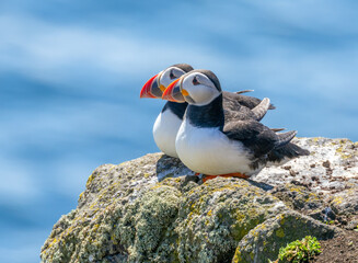 Pair of Atlantic puffins lying on a rock by the ocean in the sunshine on the Isle of May