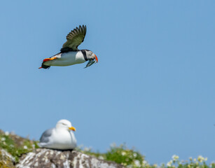 Atlantic puffins in flight on the isle of may during breeding season 
