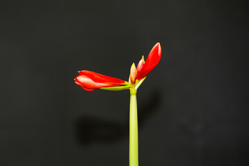 Blossom Amaryllis somewhere known as   common name 