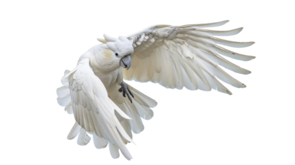 Parrot , macaw bird on transparent background