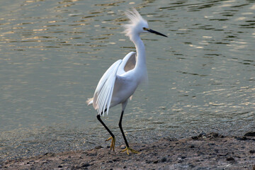 Uma belíssima e elegante garça-branca-pequena na lagoa da Ponte Preta - Maricá - RJ