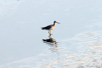 Um pernilongo chegando para degustar os crustáceos da lagoa de Guaratiba - Maricá -RJ