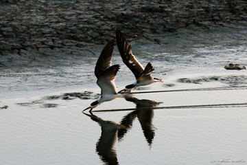 Um casal de talha-mar pescando na lagoa da Ponte Preta - Maricá - RJ