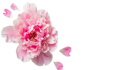 Pink peony on transparent background