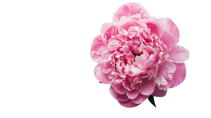 Pink peony on transparent background