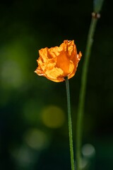 Shining orange poppy on dark green nature background