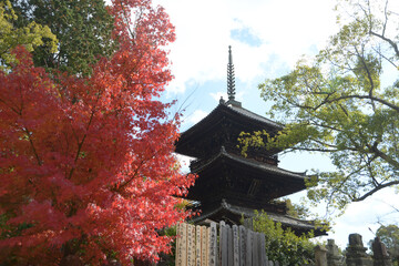 Fototapeta premium 秋の金戒光明寺 三重塔 京都市左京区黒谷
