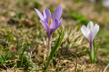 Fotobehang Krokus beautiful white crocus grows through snow, crocuses in spring, the snow melts and the crocuses bloom on the fresh green meadow, winter is over, Crocus grows in the alps of Austria, Vorarlberg  © Dieter