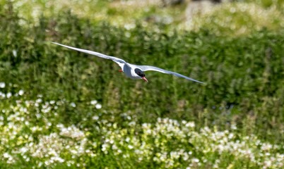 Arctic tern in flight