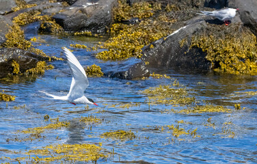 Arctic tern in flight
