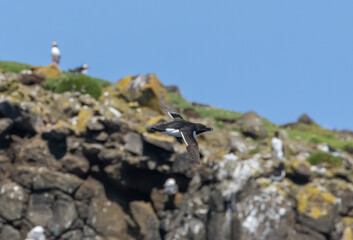 Atlantic puffin with sand eels in beak 
