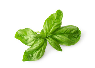 Fresh organic basil branch isolated on white background. Aromatic culinary herb, Mediterranean food.            