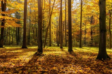 Sunlight filters through the canopy of a golden autumn forest, illuminating the fallen leaves and casting long shadows.